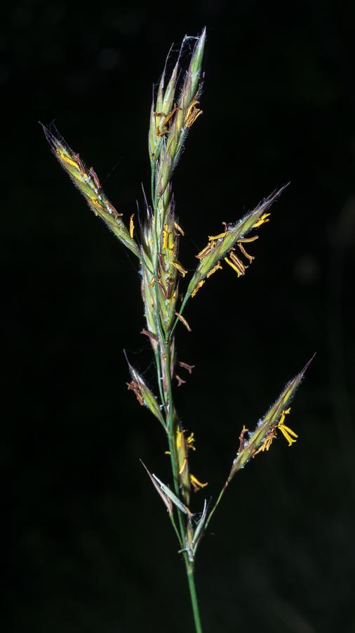 Poaceae - Bromopsis erecta  (+Festuca arundinacea)